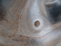 Detail des Ur-Nashorn-Backenzahns mit Loch im Zahnschmelz in der Bildmitte.