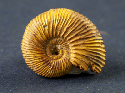 Spiralförmiger, goldfarbener und knapp 2 Zentimeter großer Ammoniten-Steinkern mit Rippen.