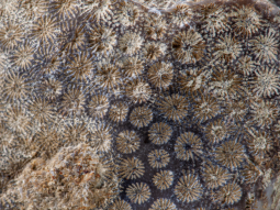 Mehrere beige, radialstrahlige Korallenskelette in dunkelbraunem Kalkgestein.