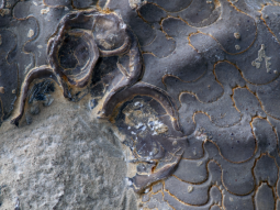 Detail des grauen Steinkerns des Kopffüßers Ceratites mit Lobenlinien und ringförmigen Anhaftstellen von Austern.