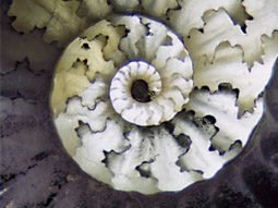 Gehäuse eines Ammoniten, teilweise in Durchlicht