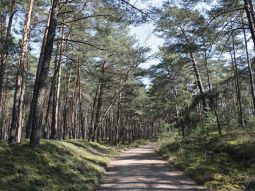 Der Weg durch den Kiefernwald