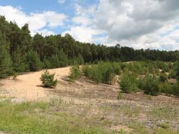 Sanddüne mit Kiefernwald