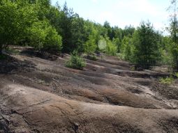 dunkelbraune Hügellandschaft mit jungem Baumbewuchs 