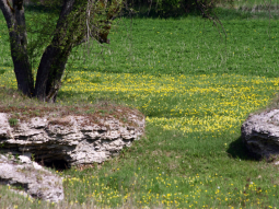 Landschaft mit wiesenbedeckten Hügeln und einer Wiese mit vielen gelb blühenden Blumen. An den Hügeln ist unten der Gips zu sehen.