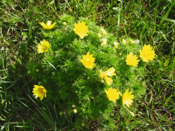 Buschig blühende Blume mit vielen gelben Blüten