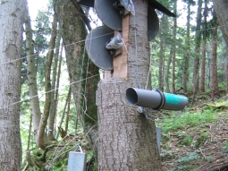 An einem Baum angebrachte Rollen, über die die Extensometerdrähte laufenund mit Gewichten gespannt werden