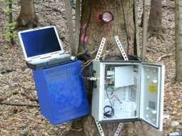 An einem Baum angebrachter Schaltkasten mit elektronischen Geräten zur Aufzeichnung von Messdaten
