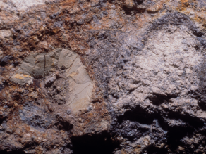 Detailfoto der Breccie mit grünlichen und grauen Gesteinsfragmenten in einer feinen, meist bräunlichen Grundmasse.