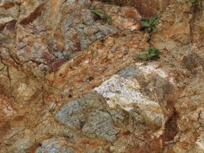 Detailfoto des Gesteins mit weiß-grauen Gesteinsfragmenten in einer rötlichen Grundmasse.