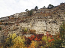 Herbstlich belaubte Gehölze vor der hellen Felswand.