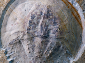 Auf einer Gesteinsplatte ist der runde Kopf des Pfeilschwanzkrebses erkennbar.