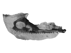 Scan des Oberkieferknoches des Cyclotosaurs Ebrachensis aus dem Steigerwald