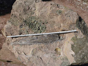 Oberkieferknochen des Cyclotosaurus in einem großen Sandsteinblock