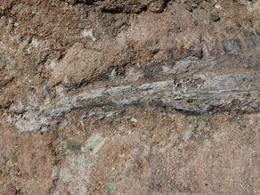 Nahaufnahme des Oberkieferknochens eines Cyclotosaurus mit umgebenden Gestein