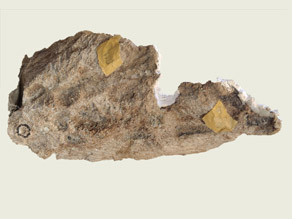 Computer-Tomographie-Scan des Oberkieferknoches eines Metoposaurus aus dem Steigerwald