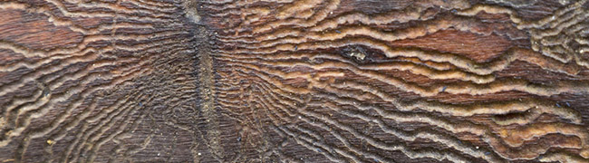 Bildcollage: Gänge des Borkenkäfers im Holz, 