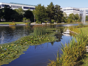 Der Businesspark Garching wurde als wassersensibles Gewerbegebiet angelegt, das Regenrückhaltebecken im Bildvordergrund.