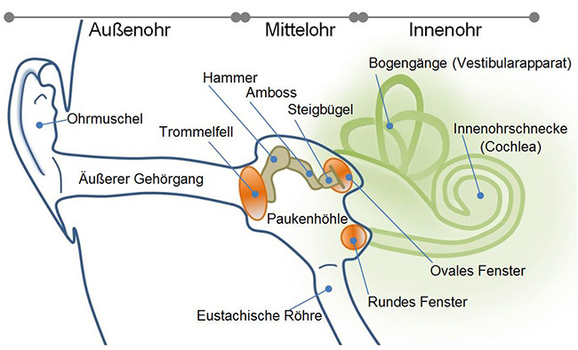 Außenohr mit Ohrmuschel, Äußerer Gehörgang und Trommelfell; Mittelohr mit den Gehörknöchelchen Hammer, Amboss und Steigbügel in der Paukenhöhle sowie dem ovalen Fenster und der Eustachischen Röhre; Innenohr mit Innenohrschnecke und Vestibularapparat