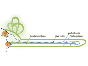 Innenohrschnecke mit Basilarmembran und Haarzellen, der Vorhoftreppe, Paukentreppe und dem runden Fenster