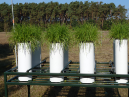 Mehrere Graskulturen in Wasservorratsbehältern auf einem Expositionsgestell