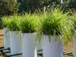 Standardisierte Graskulturen im Wasservorratsgefäß zur Untersuchung der Wirkung von Stoffeinträgen auf Pflanzen