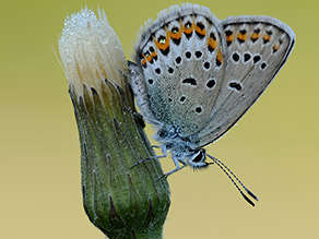Ein grau-blau gefärbter Schmetterling sitzt auf einer grün, weißen , geschlossenen Blüte eines Löwenzahns. Der Schmetterling hat lange keulenförmige Fühler und schwarze und orangefarbene Augenflecken auf den Flügeln.