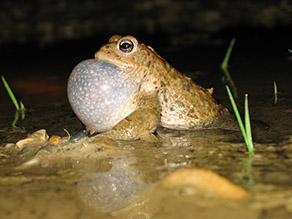 : Ein beige-grüner Frosch sitzt bis zur Brust in grün gefärbtem Wasser und bläst seine weiße, sackartige Schallblase auf.