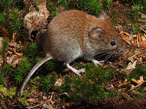 Eine rötlich-braun gefärbte Maus mit langem Schwanz sitzt seitlich auf grünem Moos und braunen Blättern. Die Maus hat helle Füße und ein knopfartiges schwarzes Auge.