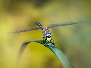 Im Vordergrund ist ein grüner Grashalm zu sehen, auf dem in Frontalansicht eine Libelle sitzt. Die Libelle hat große blaue Augen und einen blau-schwarz gestreiften Hinterleib. Die Flügel sind seitlich abgestreckt.