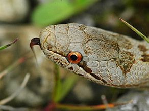 Im Vordergrund ist der grün-braun gefärbte Kopf einer Schlange zu sehen, im Hintergrund ist der bräunliche Körper unscharf zu erkennen. Die Schlange streckt ihre schwarze Zunge heraus und hat ein oranges Auge mit schwarzer runder Pupille.