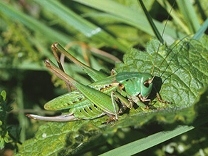 : Eine grüne Heuschrecke mit Fühlern, die so lange sind wie der Körper, sitzt auf einem grünen Blatt. Am Hinterleib befindet sich ein langer brauner Stachel, die Legeröhre, welche halb so lange ist wie der Körper. Im Hintergrund befinden sich grüne Grashalme.
