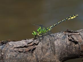 Grüne Keiljungfer (Ophiogomphus cecilia); Foto: Frank Leo/fokus-natur.de