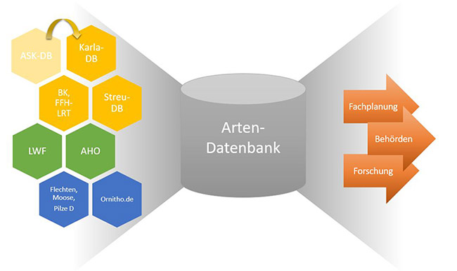 Schaubild Zusammensetzung Arten-Datenbank [eingehende Datenquellen: die Artenschutzkartierungs-Datenbank (ASK-DB), die in die Karla-Datenbank übertragen wird (Karla-DB), Daten der Biotop-, FFH-und Lebensraumtypenkartierungen (BK, FFH-LRT), Daten der Streudatenbank (Streu-DB, Daten der bayerischen Landesanstalt für Wald und Forstwirtschaft (LWF), Daten des Arbeitskreises heimischer Orchideen e.V. (AHO); Verbreitungsdaten der Moose, Flechten und Pilze Deutschlands, Daten von Ornitho.de] und deren weitere Verwendung