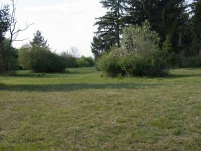 Landschaftsbild mit grünem Rasen und Büschen und Nadelbäumen im Hintergrund.