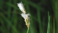 ZierlichesWollgras (Eriophorum gracile)