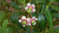 Dolden-Winterlieb (Chimaphila umbellata)