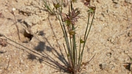 Kopf-Binse (Juncus capitatus)