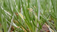 Strandling (Littorella uniflora)