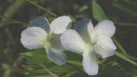 Niedrige Veilchen (Viola pumila)