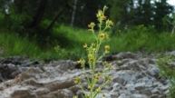 Kies-Steinbrech (Saxifraga mutata)