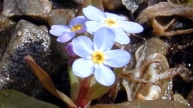 Bodensee-Vergissmeinnicht (Myosotis rehsteineri)