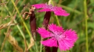 Busch-Nelke (Dianthus seguieri ssp. glaber)