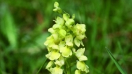 Blassen Knabenkrauts (Orchis pallens)