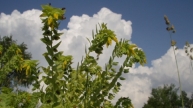 Kleine Wachsblume (Cerinthe minor)