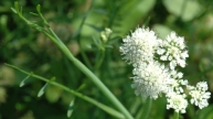 Wasserfenchel (Oenanthe fistulosa)