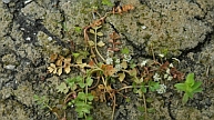 Der Kriechende Sellerie (Apium repens)