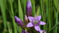 Böhmischer Enzian (Gentianella bohemica)