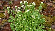 Bayerisches Löffelkraut (Cochlearia bavarica)