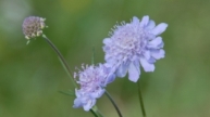 Graue Skabiose (Scabiosa canescens)